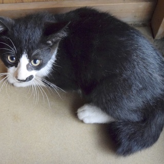 白と黒の子猫です。兄弟も掲載しています