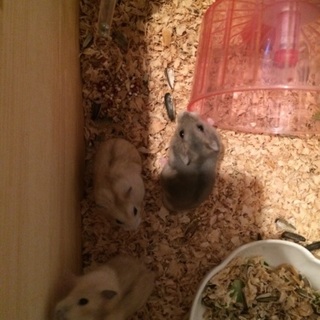 ジャンガリアンハムスター里親募集！