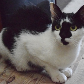 白と黒の１歳４ヶ月くらいのメス猫です。