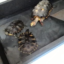 「水換えでおうちピカピカ☆」サムネイル1