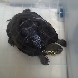 「水換えでおうちピカピカ☆」サムネイル2