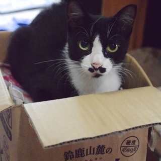 黒と白のメス猫です。