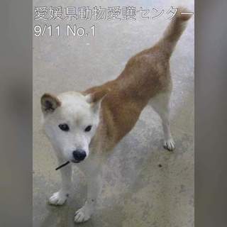 愛媛県動物愛護センターに保護されています！