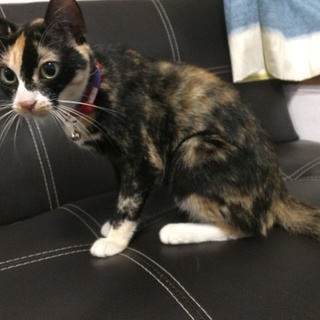 ナデナデ大好きサビ猫ちゃん