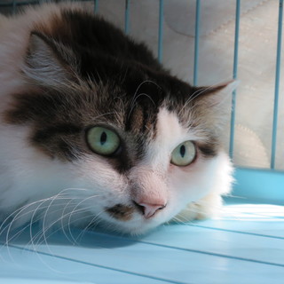 ノルウェージャン☆怖がりさんのかすみちゃん