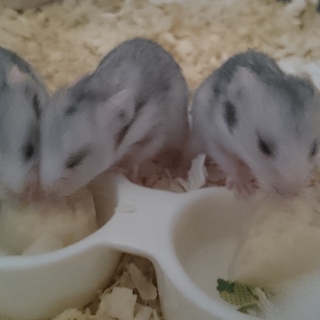 生後2ヶ月のゴールデンハムスターです！