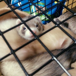 2匹のﾌｪﾚｯﾄの里親募集中！