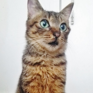 雑種　♂　推定:1歳？