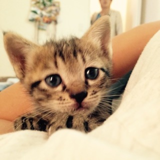 子猫の里親がきまりました