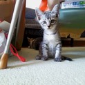 子猫大事に育てて下さい。かわいいです。