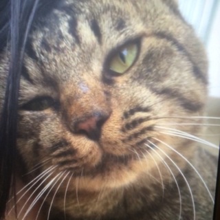 人懐こいキジ猫です！