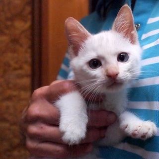 子猫の里親さん募集してます！