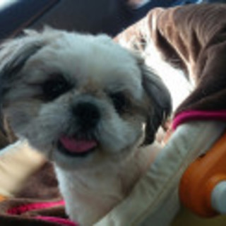 瀬戸内みかんの家族になっていただけませんか？