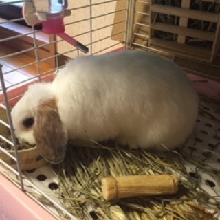 ロップイヤーの里親募集