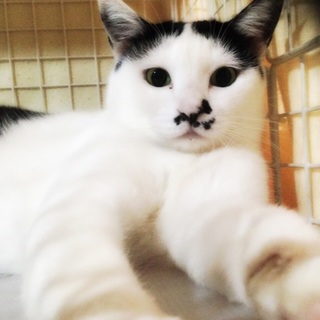 ちょび髭女の子☆