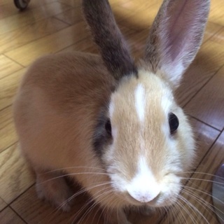 三毛柄のうさちゃん