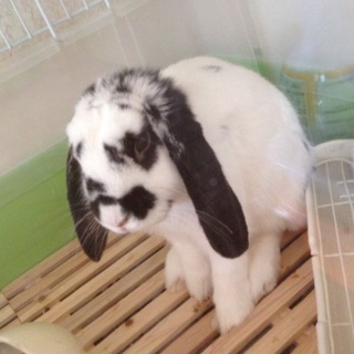 牛柄のたれ耳うさちゃん