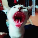 ◎子猫の松ちゃん◎