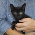 黒い子猫ちゃん