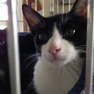 白黒鉢割れ・覆面深めのイケメンボーイです！