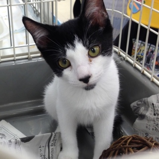 白黒水玉模様・お鼻の黒い男の子♪