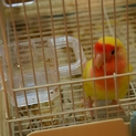 【一時募集停止】小桜インコの里親さん募集中！