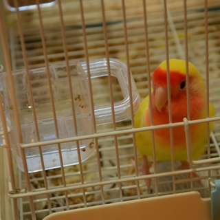 【一時募集停止】小桜インコの里親さん募集中！