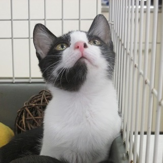 白黒鉢割れ・素敵な喉元・可愛い男の子♪