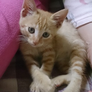 茶トラの人懐っこい子です。