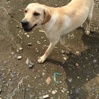 ラブラドールレトリバー　1才
