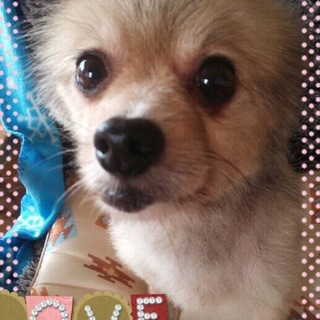 ポメラニアンひなちゃんは甘えん坊な４才女の子