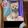 ポメラニアンひなちゃんは甘えん坊な４才女の子 サムネイル2