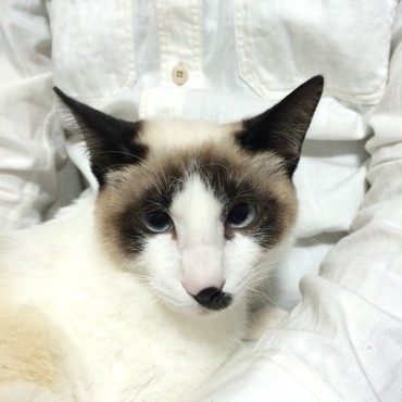 サフ（故）の写真