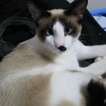 サフ（故）の写真