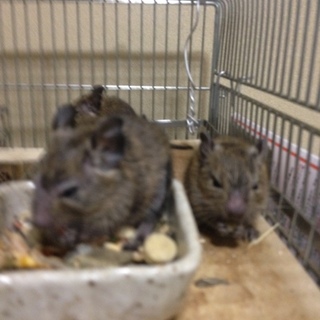 子デグーの里親を探しております。