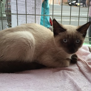 ブルーの瞳・ナナちゃん4ヶ月