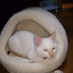 大きくなりました