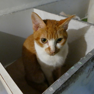 恐がりな茶トラ（？）