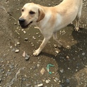 ラブラドールレトリバー　1才オス