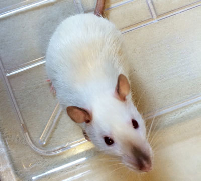 【募集停止中】サイアミーズラット　5ヶ月女の子 サムネイル2