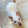 【募集停止中】サイアミーズラット　5ヶ月女の子 サムネイル2