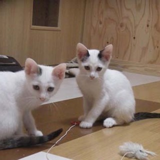 可愛い盛りのイケメン兄弟