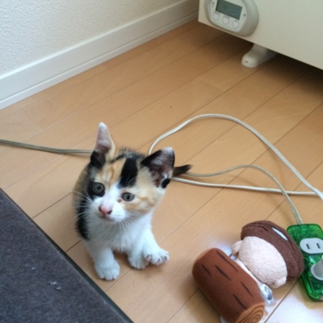 aoneko0318のカバー写真