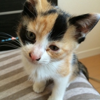 子猫保護しています