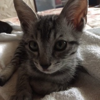 元気いっぱいサバトラ君