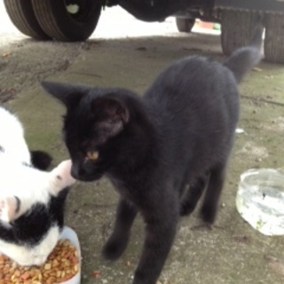 素敵なご家庭に嫁入りしました。有難うございます。