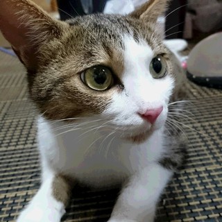 なでなで大好きにゃんこ