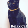 猫の日暮らし(保護活動者)