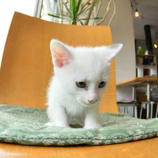 １か月の子猫の新しい家族募集（シェルビー）