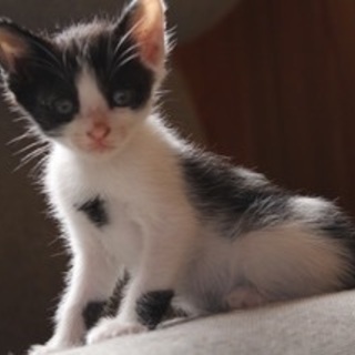 仲良し三兄妹♪牛柄のマイペースな女の子。